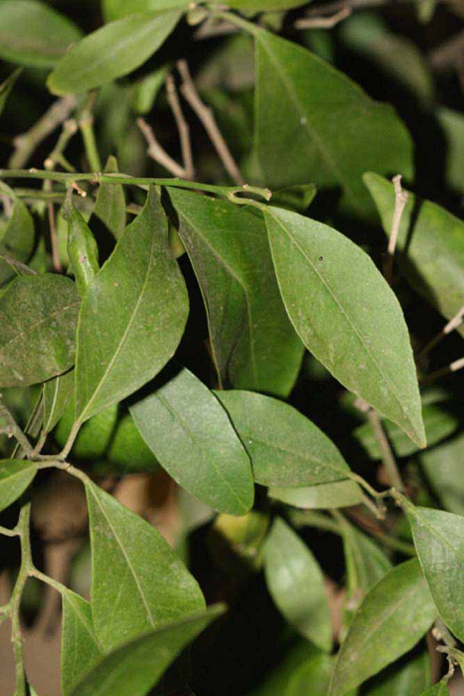              Shade leaves (Riverside, CA)       